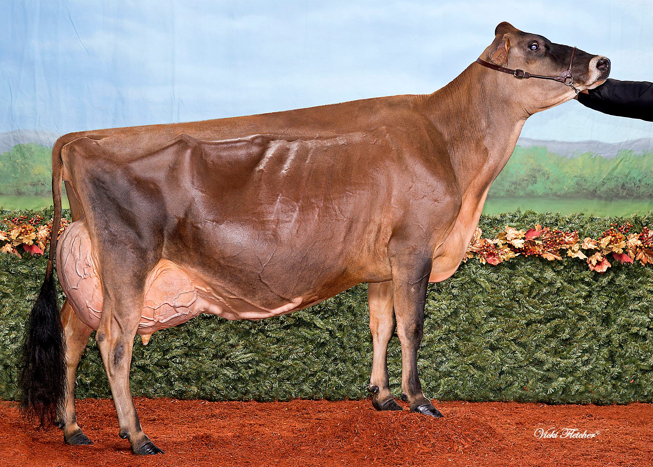 image of a jersey cow